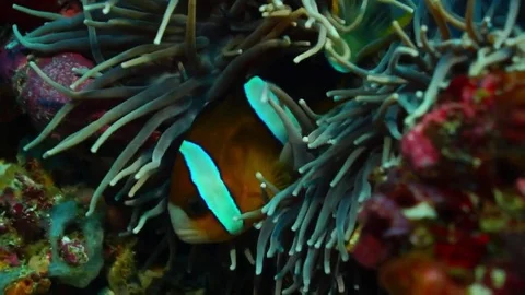 Clark's anemonefish Video stock 78640032