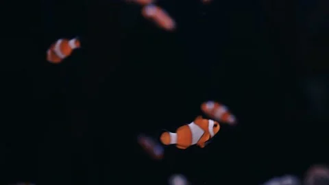 Clark's anemonefish Stock Footage 163347844