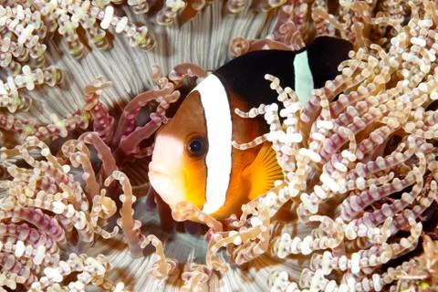 Clark's Anemonefish Stock Photos