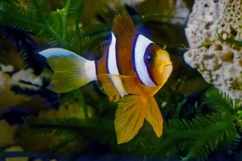 Clark's anemonefish Stock Photos