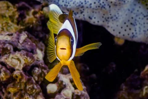 Clark's anemonefish Foto stock