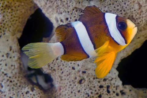 Clark's anemonefish Stock-Fotos
