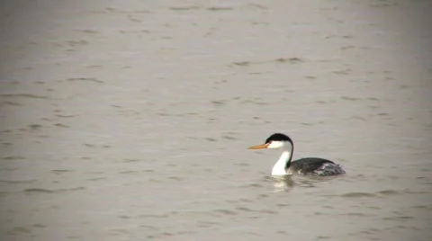 Clark's Grebe Call Stock Footage 69893