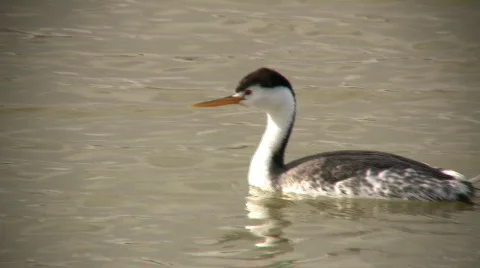 Clark's Grebe Dives Underwater Stock Footage 69906