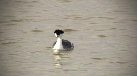 Clark's Grebe Floating Stock Footage 69882