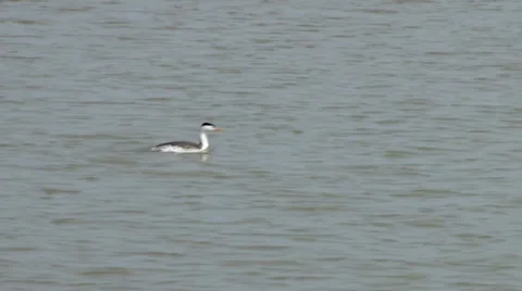 Clark's Grebe Stock Footage 37442967