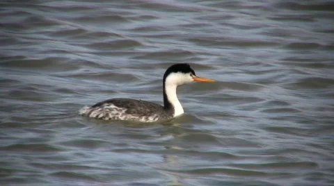 Clark's Grebe Swimming Stock Footage 69961