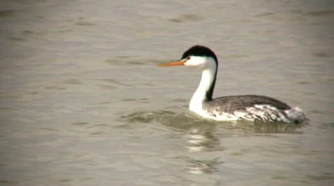 Clark's Grebe Swimming Stock Footage 70191