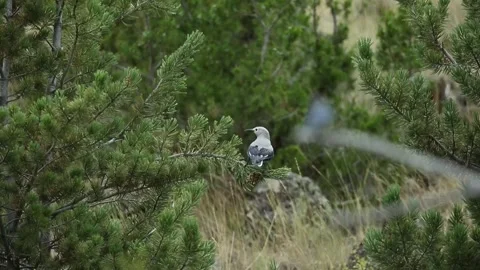 Clarks Nutcracker 12019s Stock Footage 292833580