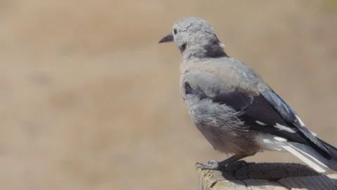 Clark's nutcracker against natural brown blurred background. Stock Footage 268328437