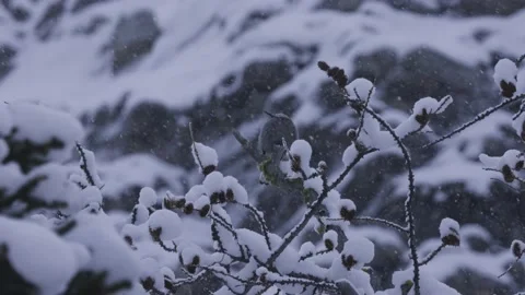Clarks Nutcracker Bird, Banff National Park, 4K, Winter Stock Footage 231291774
