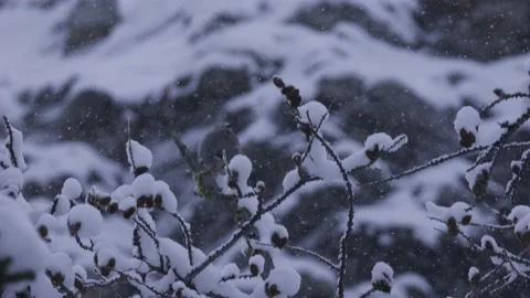 Clarks Nutcracker Bird, Banff National Park, Snowfall, 4K Stock Footage 231839257