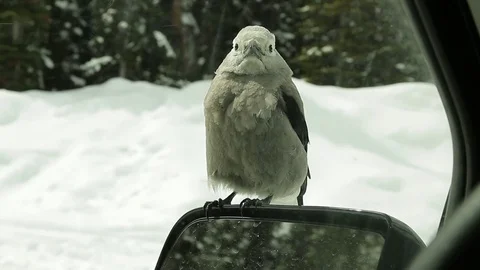 Clark's Nutcracker bird on car mirror Stock Footage 78760251