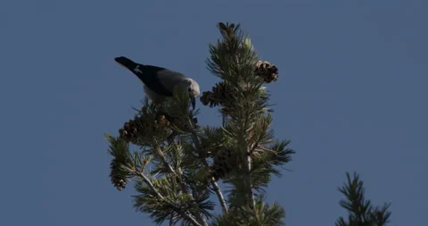 Clark's Nutcracker Bird Foraging Looking For Food in Tree with Blue Sky Stock Footage 152992794