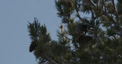 Clark's Nutcracker Bird Foraging Looking For Food or Cones in Yellowstone Stock Footage 152992940