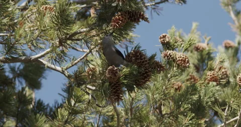 Clark's Nutcracker Bird Foraging Looking For Food Cones Pinecones in Yellowstone Stock Footage 152993387