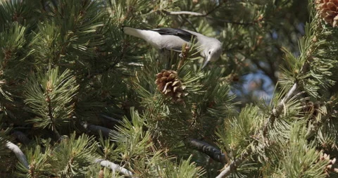 Clark's Nutcracker Bird Foraging Looking For Cone or Pinecone in Rocky Mountains Stock Footage 152993521