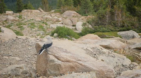 Clarks Nutcracker Bird jumps into Flight from Colorado Mountain Stock Footage 66909592