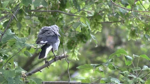 Clark's Nutcracker Bird Perched and Flying in Colorado in Summer Stock Footage 149543950