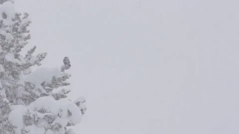 Clark's nutcracker bird perching on snowy tree during winter snowfall 動画素材 331869742