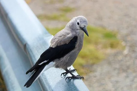 A Clark's Nutcracker bird sitting on a barrier rail Stock Photos