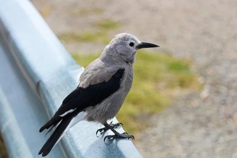 A Clark's Nutcracker bird sitting on a barrier rail Stock Photos