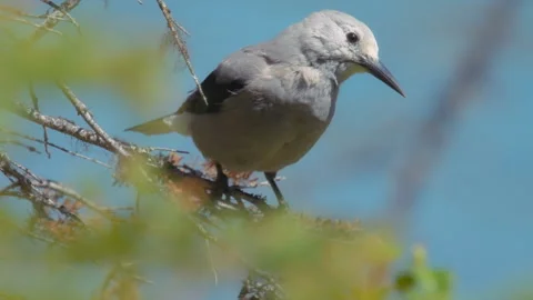 A Clark's nutcracker bird sitting on a pine tree branch Stock Footage 268311688