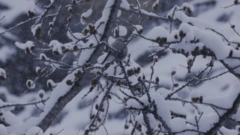 Clarks Nutcracker Bird in Snow Storm, 4K Stock Footage 231291538