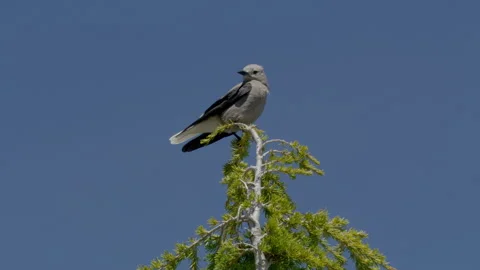 Clarks Nutcracker bird on top of the tree close-up at Crater Lake Stock Footage 274334208