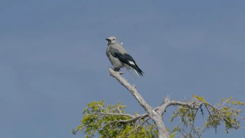 Clarks Nutcracker bird on top of the tree close-up at Crater Lake Stock Footage 274334593
