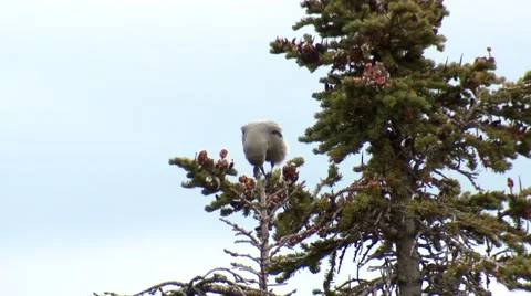 Clarks Nutcracker Calling Yellowstone National Park Fall Stock Footage 43130843