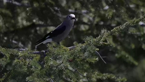 Clarks Nutcracker in the Canadian Rockies 스톡 동영상 337839191