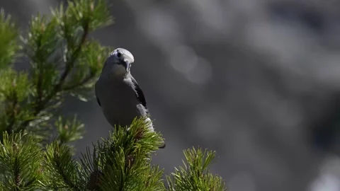 Clarks Nutcracker in the Canadian Rockies 스톡 동영상 337839195