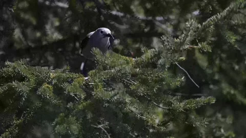 Clarks Nutcracker in the Canadian Rockies 스톡 동영상 337839201
