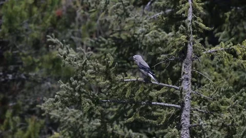 Clarks Nutcracker in the Canadian Rockies 스톡 동영상 337839205
