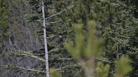 Clarks Nutcracker in the Canadian Rockies 스톡 동영상 337839216