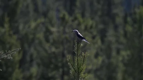 Clarks Nutcracker in the Canadian Rockies 스톡 동영상 337839225