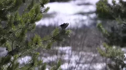 Clarks Nutcracker in the Canadian Rockies 스톡 동영상 337839228