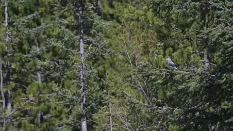 Clarks Nutcracker in the Canadian Rockies 스톡 동영상 337839229