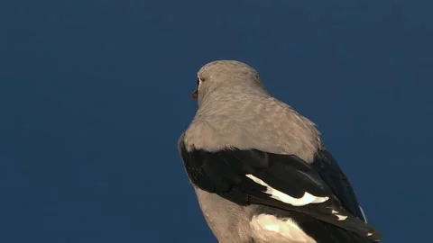 Clark's Nutcracker Close-Up at Crater Lake Stock Footage 300741876