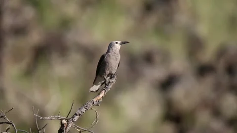Clark's Nutcracker eating a seed Stock Footage 292834133
