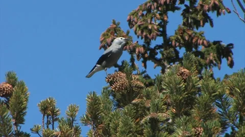 Clarks Nutcracker 스톡 동영상 37597653