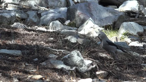 Clark's nutcracker Stock Footage 117054124