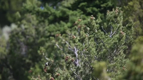 Clark's Nutcracker foraging Stock Footage 292834166