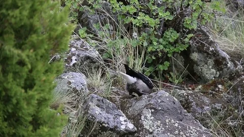 Clark's Nutcracker Foraging for seeds9199 Vídeos de archivo 76719381