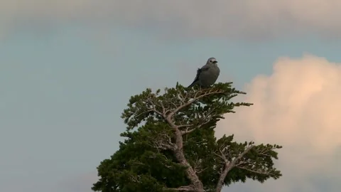 Clark's Nutcracker Perched on Pine at Crater Lake Vídeos de archivo 300741947