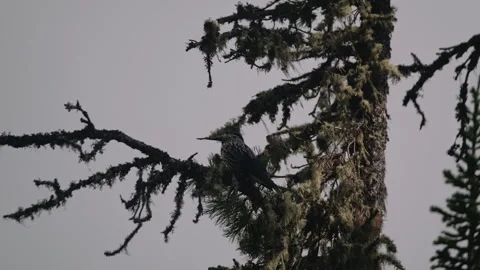 Clark's nutcracker perched on a pine tree branch 動画素材 300558079