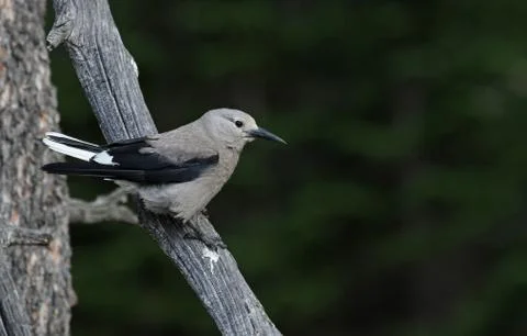 Clark's Nutcracker Stock Photos