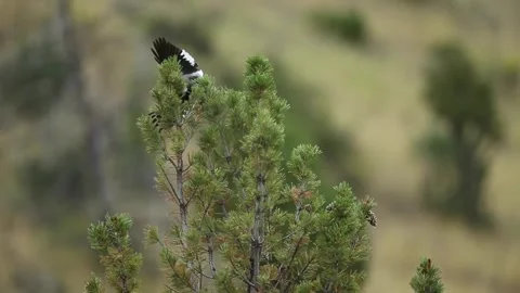 Clark;s Nutcracker in a pine tree Vídeos de archivo 292833581