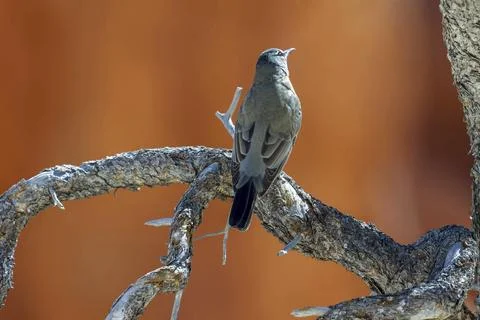 Clark's Nutcracker Resting on a Dead Tree Stock Photos